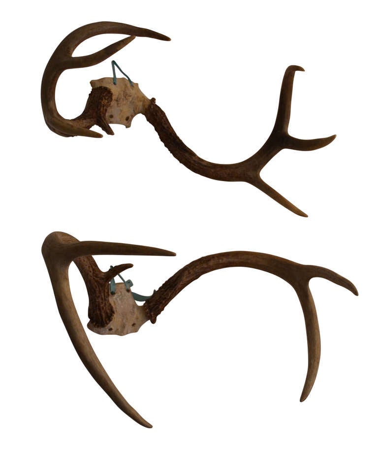 Pair Of Small Antler Trophies