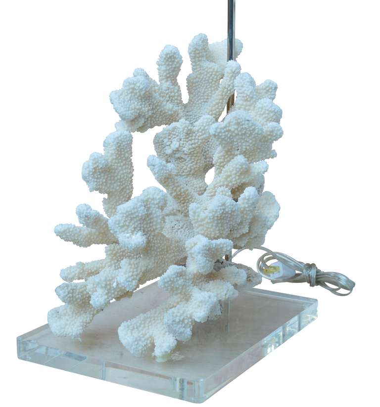 Coral Lamp on Lucite Base