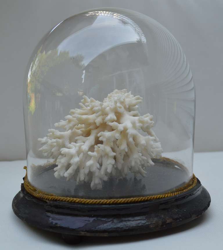 Vintage Coral Display 5
