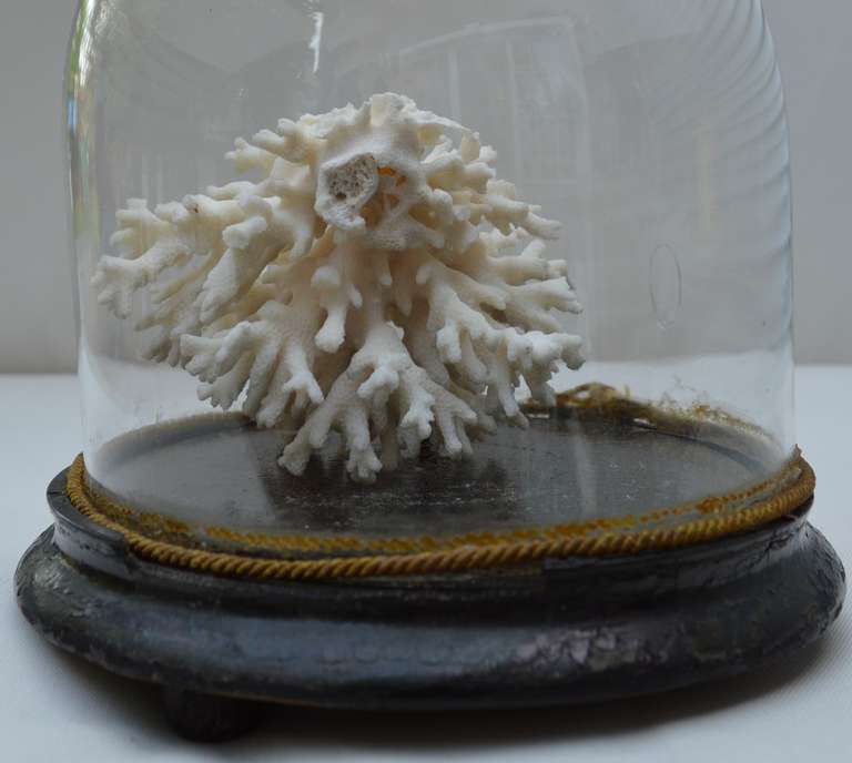 Vintage Coral Display 2