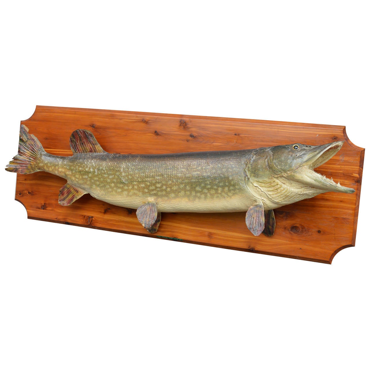 Pair of Mounted Taxidermy Fish
