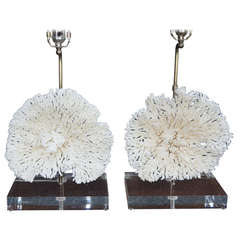 Pair of Coral Lamps on Lucite Stand