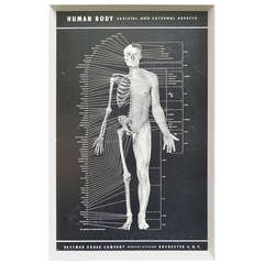 Vintage Early Human Body Poster by Eastman Kodak Company