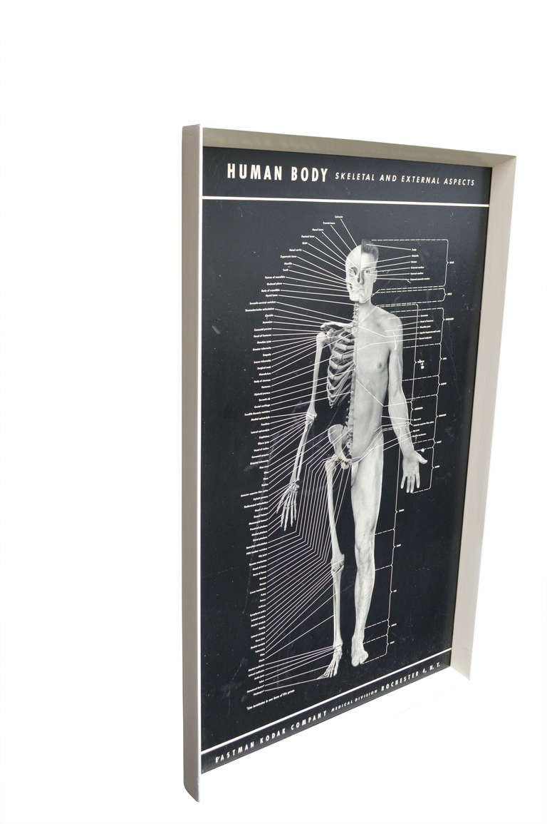 human body posters