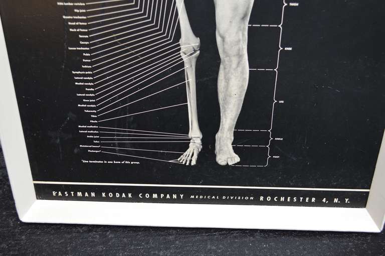 Early Human Body Poster by Eastman Kodak Company In Good Condition In Haddonfield, NJ