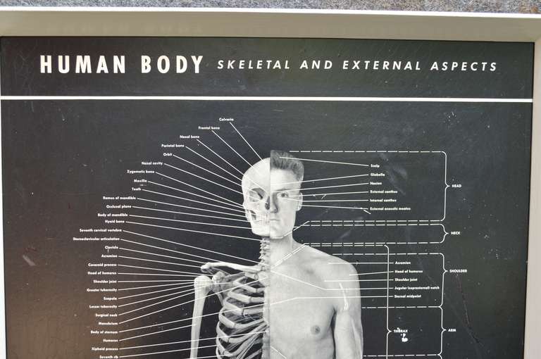 Mid-20th Century Early Human Body Poster by Eastman Kodak Company