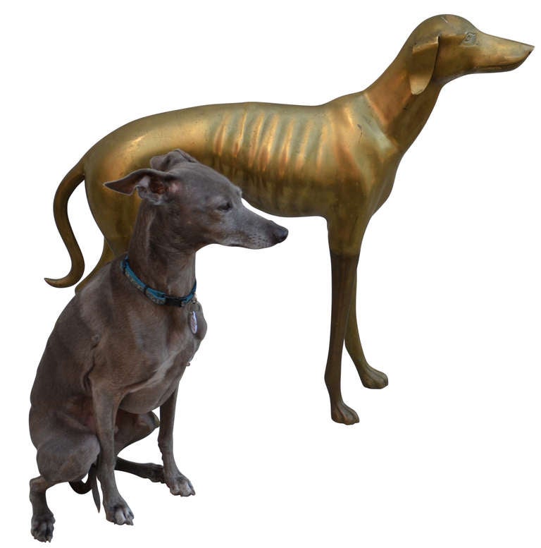19th C. Fullsize Italian Greyhound Sculpture at 1stDibs