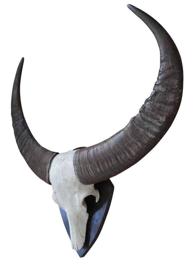 Large Antler of Water-Buffalo