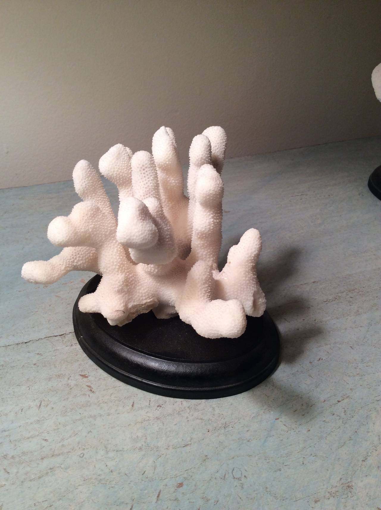Late 20th Century Set of Decorative Coral Works of Art
