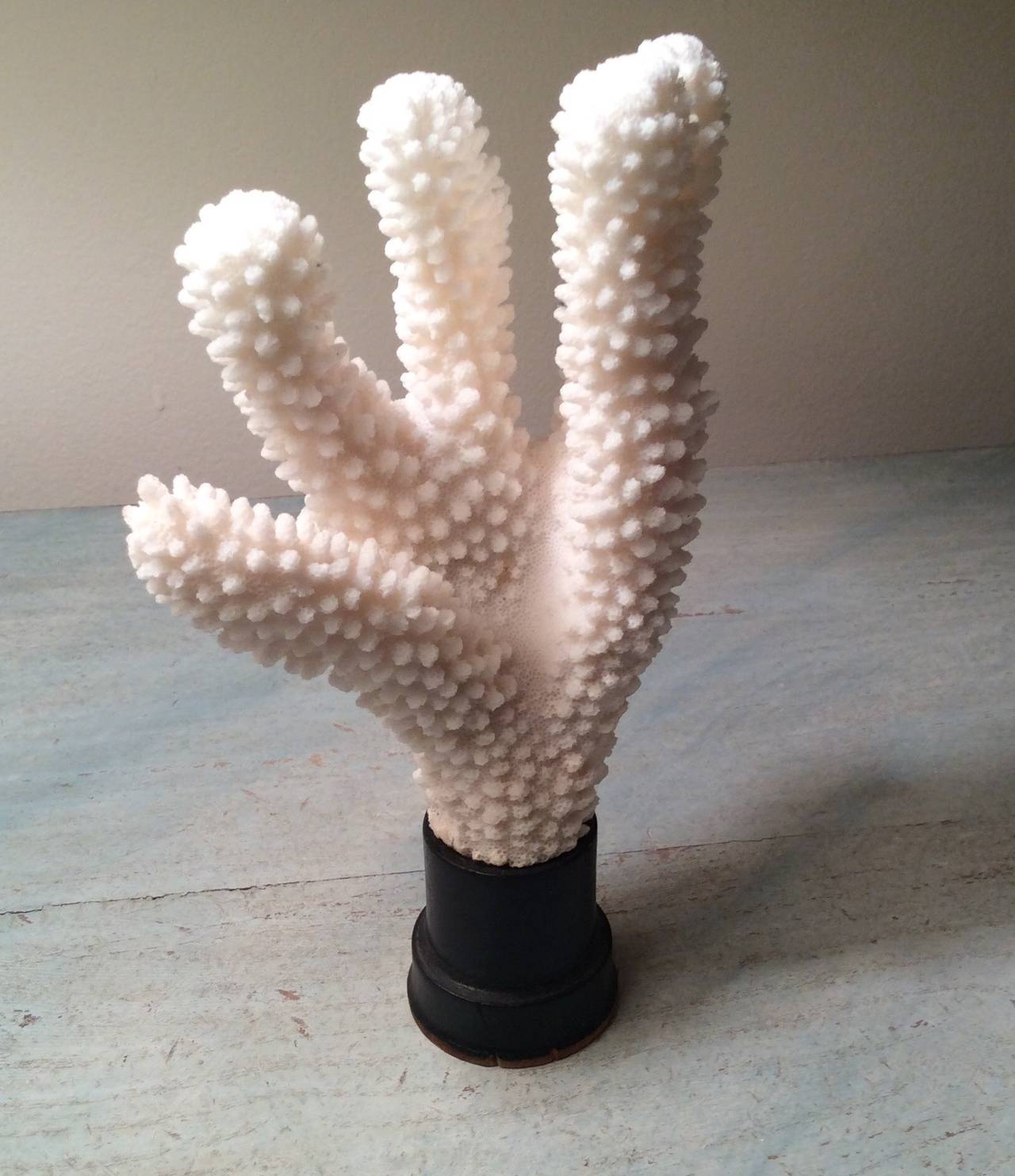 Three small shelf or desk size corals on wooden stand.