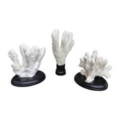Set of Decorative Coral Works of Art