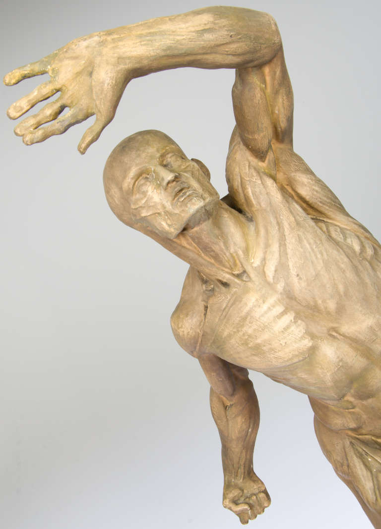 This is an interesting model, showing the musculature of a classic male body.  It is by Jacques Eugene Caudron and is called L'Ecorche  Combattant.