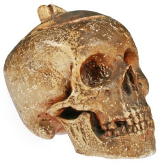 Austrian  Skull Humidor