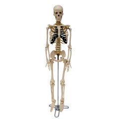 Vintage Medical Skeleton of the Human Body