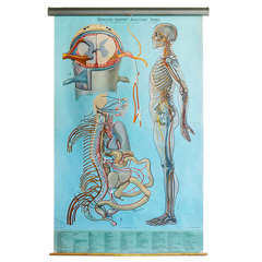 Vintage Anatomy Pull Down Chart, Nervous System by Denoyer-Geppert, 1965