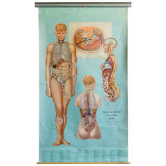 Vintage Anatomy Pull Down Chart, Topology Organs by Denoyer-Geppert, 1965