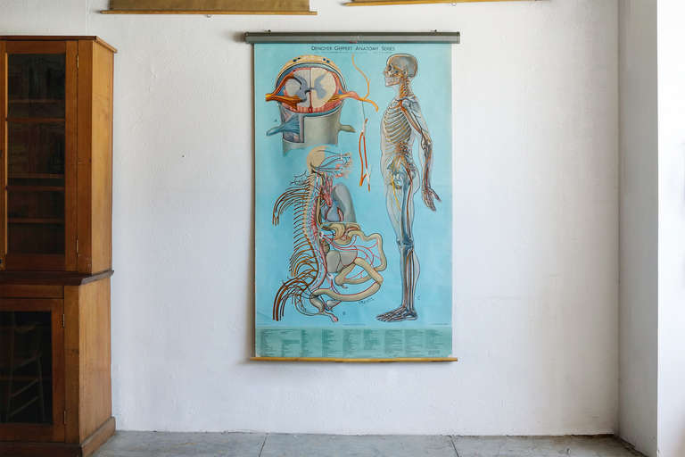 This large mid-century medical pull-down chart depicting the human anatomy system, is from the classic Denoyer-Geppert Anatomy series. Purchase stamp is dated 1965. 

The intricate and bold vintage style illustrations are by noted French-Canadian