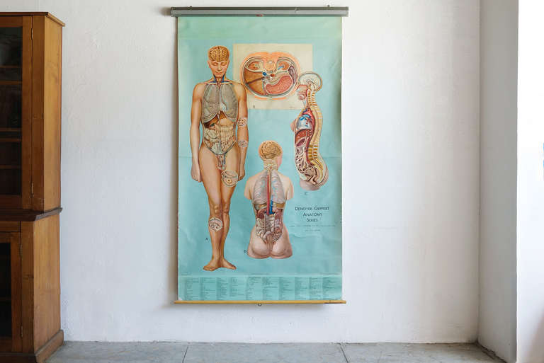 This large mid-century medical pull-down char depicting the human organs is from the classic Denoyer-Geppert Anatomy series. Purchase stamp is dated 1965. 

The intricate and bold vintage styled illustrations are by noted French-Canadian medical