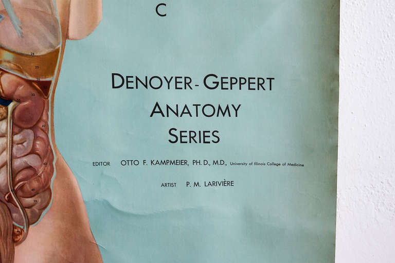 Mid-Century Modern Vintage Anatomy Pull Down Chart, Topology Organs by Denoyer-Geppert, 1965