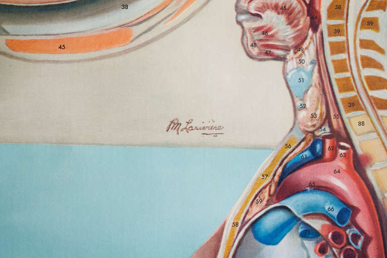 American Vintage Anatomy Pull Down Chart, Topology Organs by Denoyer-Geppert, 1965