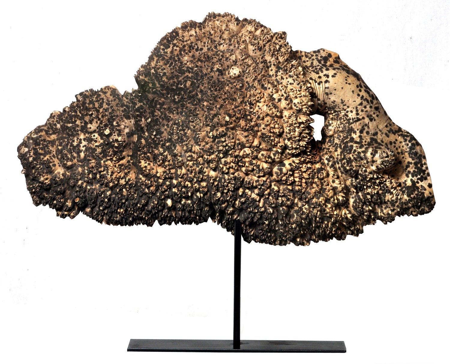 Large Maple Burl Cap on Stand