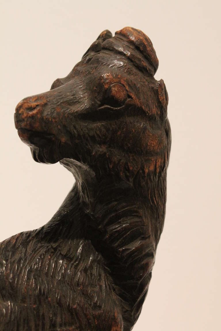 19th Century Black Forest Ram Sculptural Fragment In Excellent Condition For Sale In 3 Oaks, MI