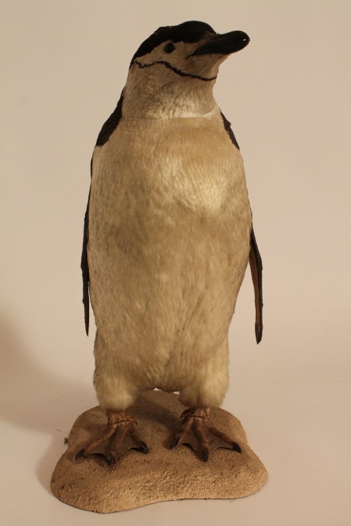 Rare taxidermied Chinstrap Penguin in tremendous condition.
A very nice specimen.