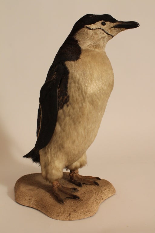 Antarctican Taxidermy Chinstrap Penguin