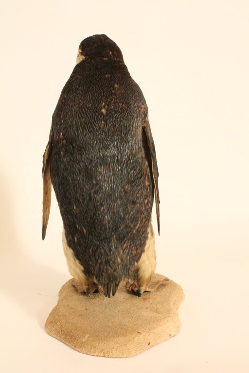20th Century Taxidermy Chinstrap Penguin