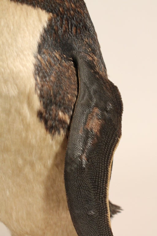 Taxidermy Chinstrap Penguin 1
