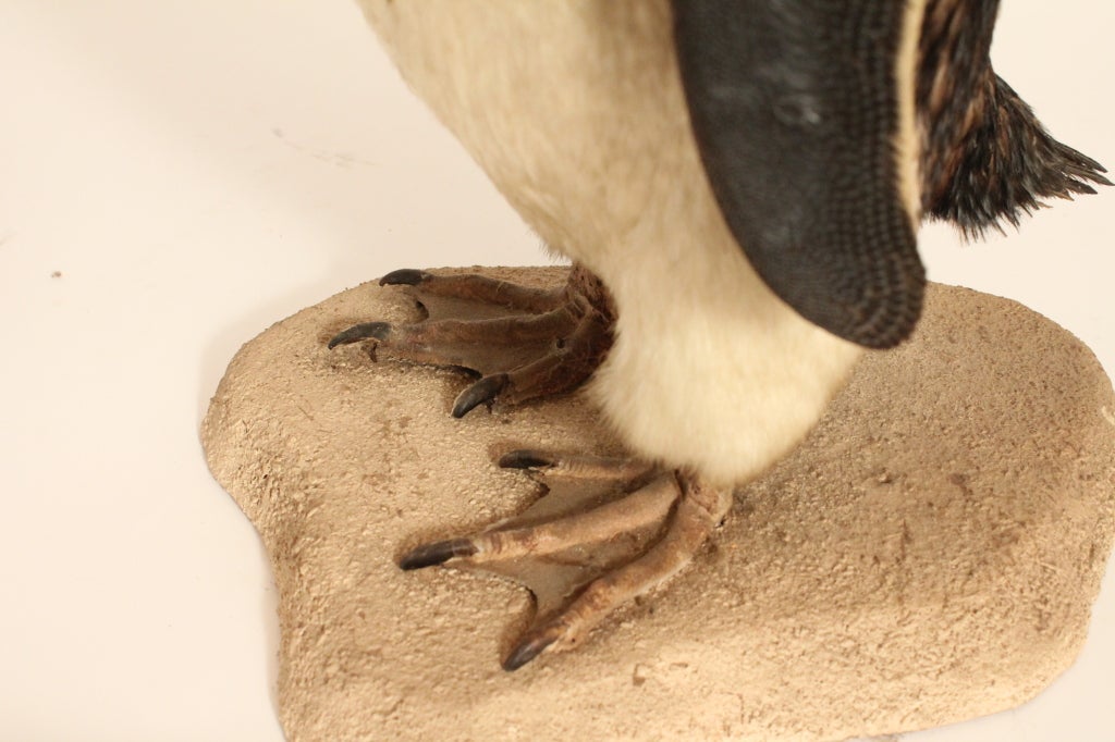 Taxidermy Chinstrap Penguin 2