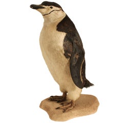 Taxidermy Chinstrap Penguin