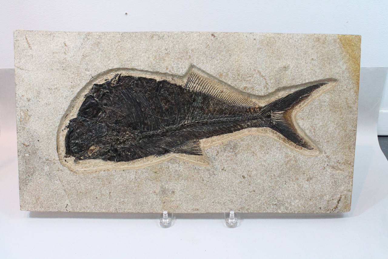 This Eocene species Diplomystus fish fossil is beautifully preserved encased in limestone. It is a large example and striking in person. The plate was found in the Green River Formation in Wyoming, a 55 million year old deposit of an ancient