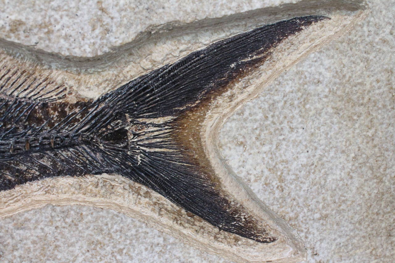 American 55 Million Year Old Large Diplomystus Fossil