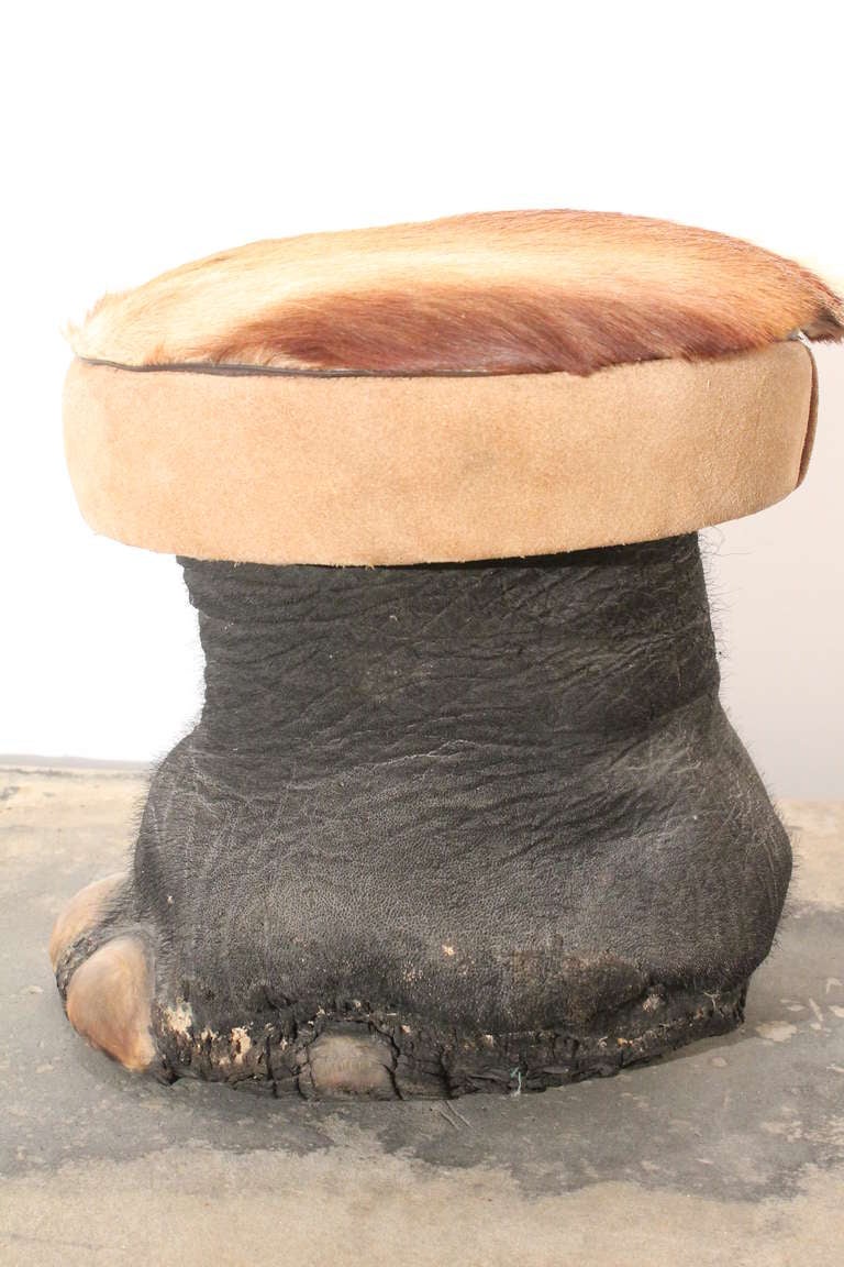 Elephant Foot and Gazelle Hide Stool In Excellent Condition In 3 Oaks, MI
