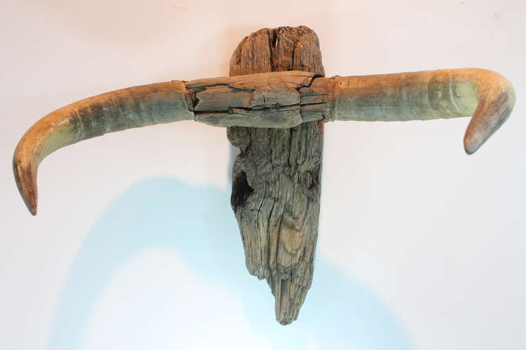 Ingenious American Folk Art driftwood bull head with attached horns.
Strong surface and great line and form.