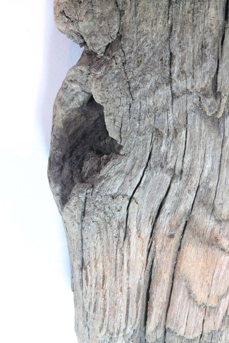 American Folk Art Driftwood Bull Head In Excellent Condition In 3 Oaks, MI