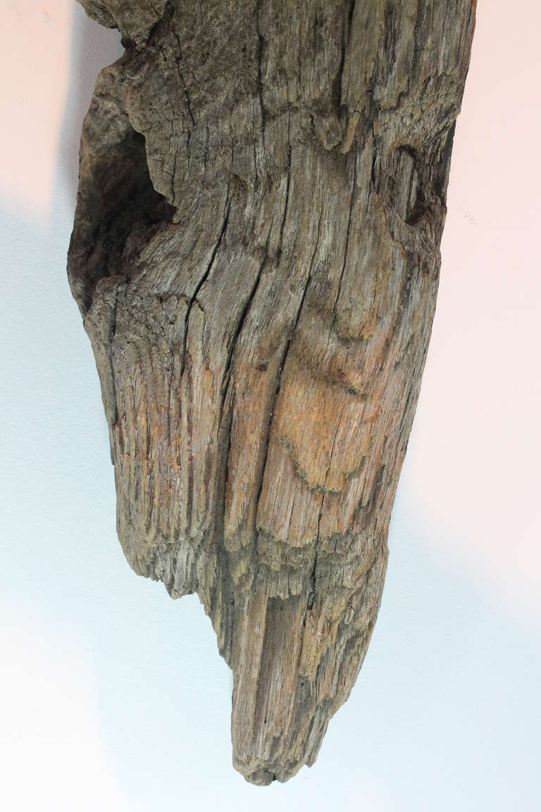 Mid-20th Century American Folk Art Driftwood Bull Head