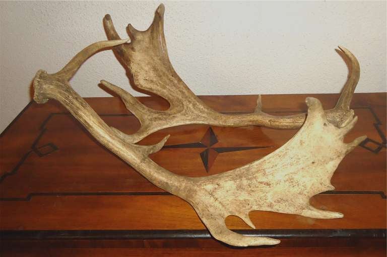 Large beautiful pair of elk horns /antlers, for decoration or can be used as candle holders.