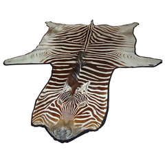 Large Vintage Burchell's  Zebra Skin Rug Gorgeous!