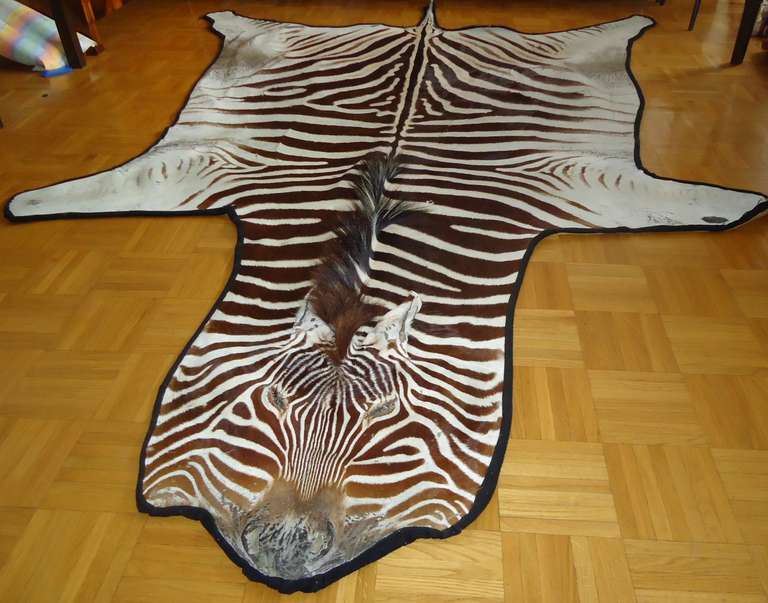 Large Vintage Burchell's  Zebra Skin Rug Gorgeous!