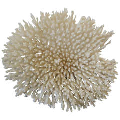 Large Sea Coral on Stand