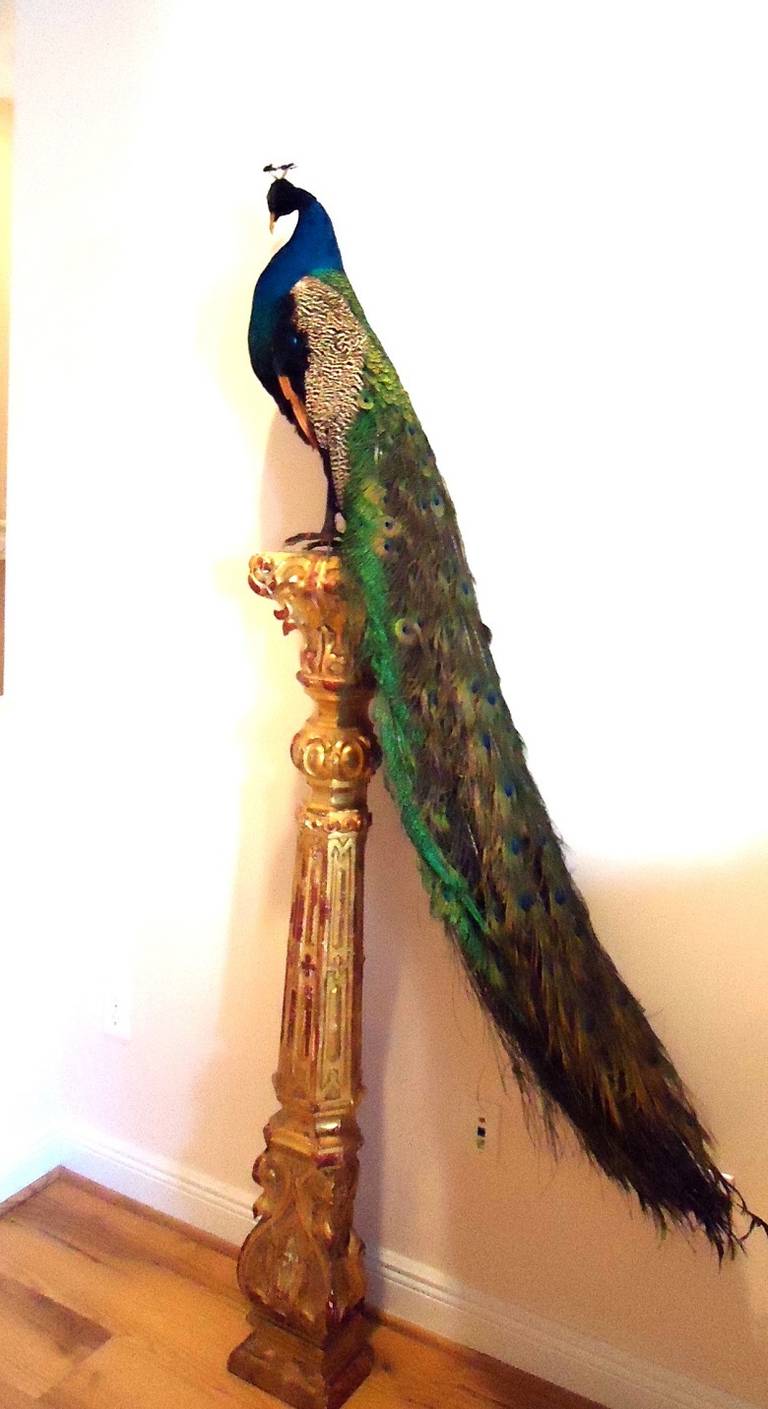 SALE! Royal Majestic Antique Peacock Taxidermy on  Gold Stand