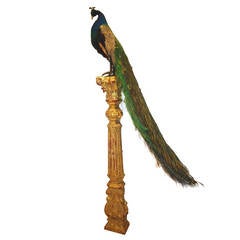SALE! Royal Majestic Antique Peacock Taxidermy on  Gold Stand