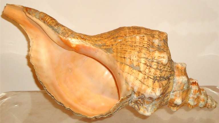 Huge Antique Trumpet Shell at 1stDibs