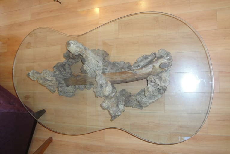 Mid-Century Modern Driftwood Coffee Table with Glass Top