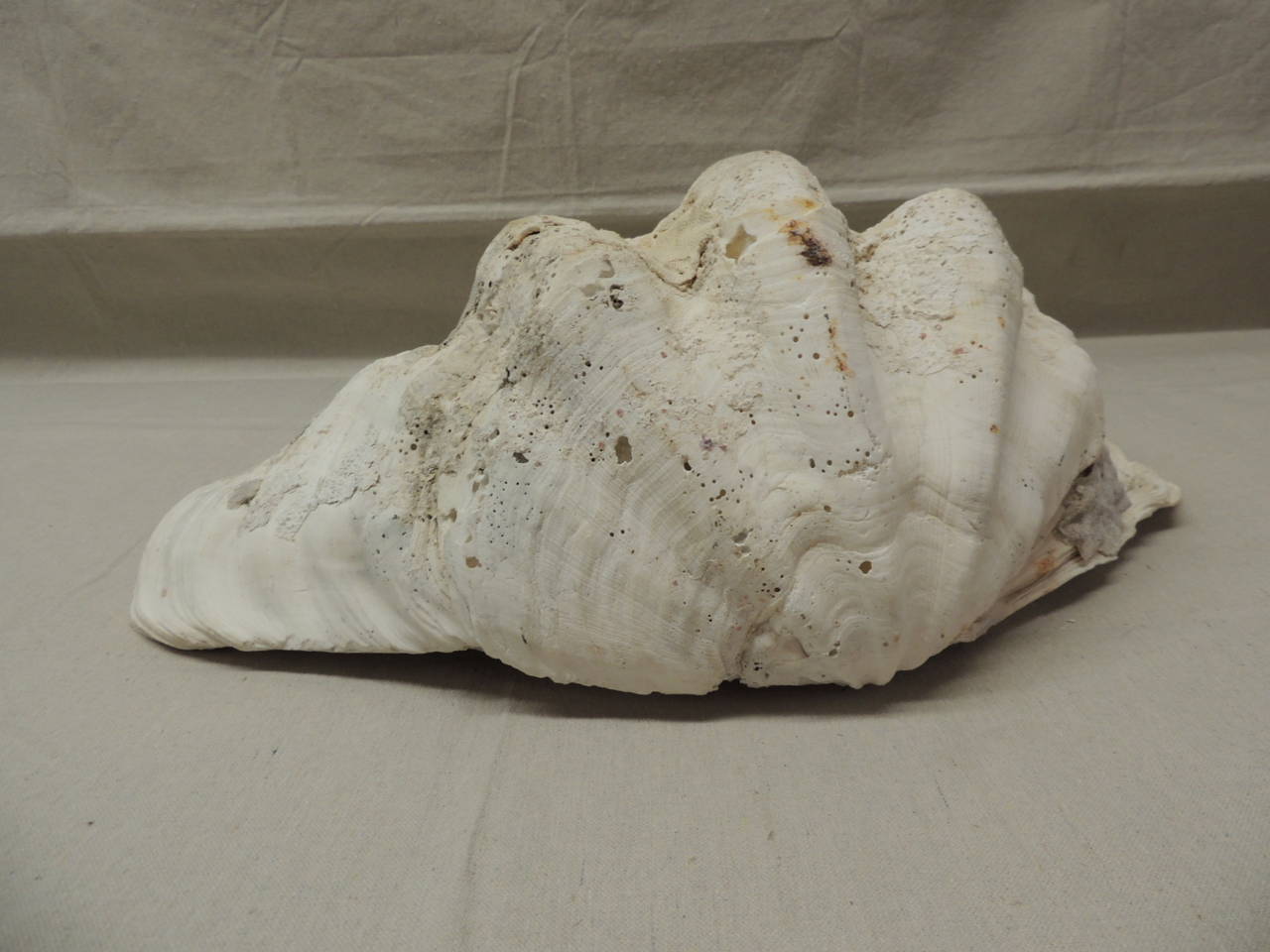 Monumental Clam Shell In Excellent Condition In Oakland Park, FL