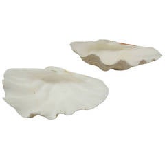 Pair of Large Clam Shells