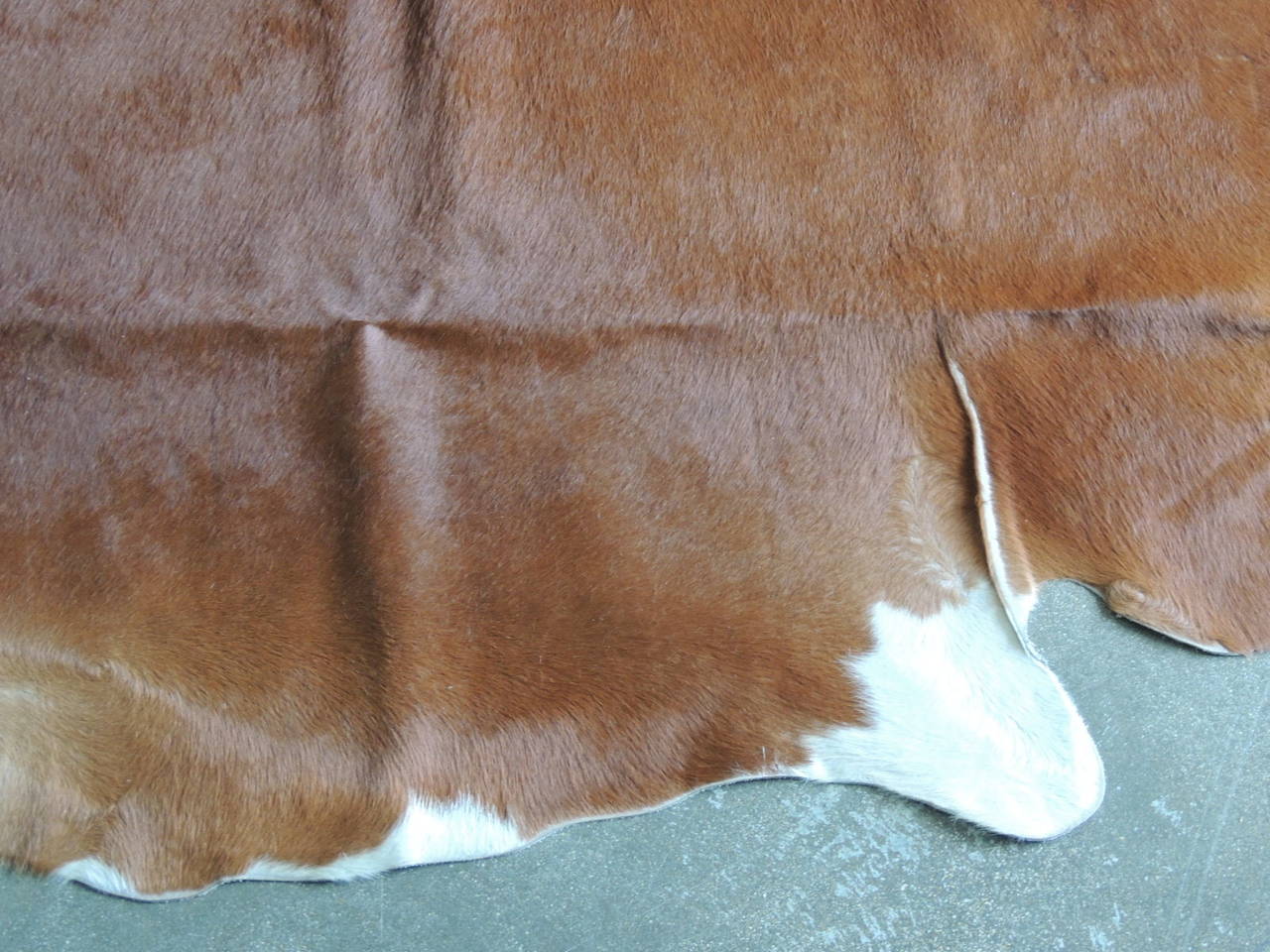 Brown/white large cowhide rug. Short hair.