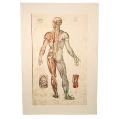 Antique Six Color Printed Pictoral Anatomy Charts